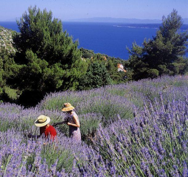 Antonija Stari Grad (Hvar)